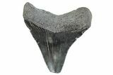 Serrated, Juvenile Megalodon Tooth - South Carolina #275844-1